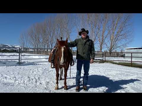 Prevent a Horse From Walking off when Mounting