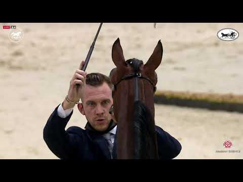 N 130 DURYAB AL HAWAJER   Dubai International Arabian Horse Championship 2021   Yearling Colts Class