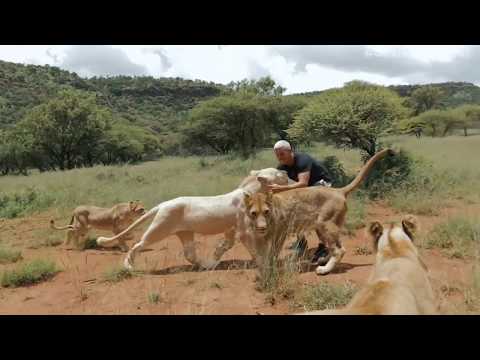 Vídeo viral mostra momentos impressionantes em que leão 'abraça' homem