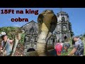 15ft NA KING COBRA ANG BUMULAGA SA SIMBAHAN NG MAGDALENA LAGUNA Cobraprince