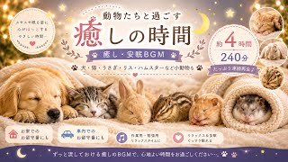 【癒し・安眠BGM】動物たちと過ごす癒しの時間🌙🐶🐱🐰🐿️🐹｜約4時間・240分｜|連続再生|車内やお家でのお留守番にも｜睡眠・リラックスBGM
