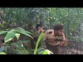 janai-priyai-bareema-08-03-2019