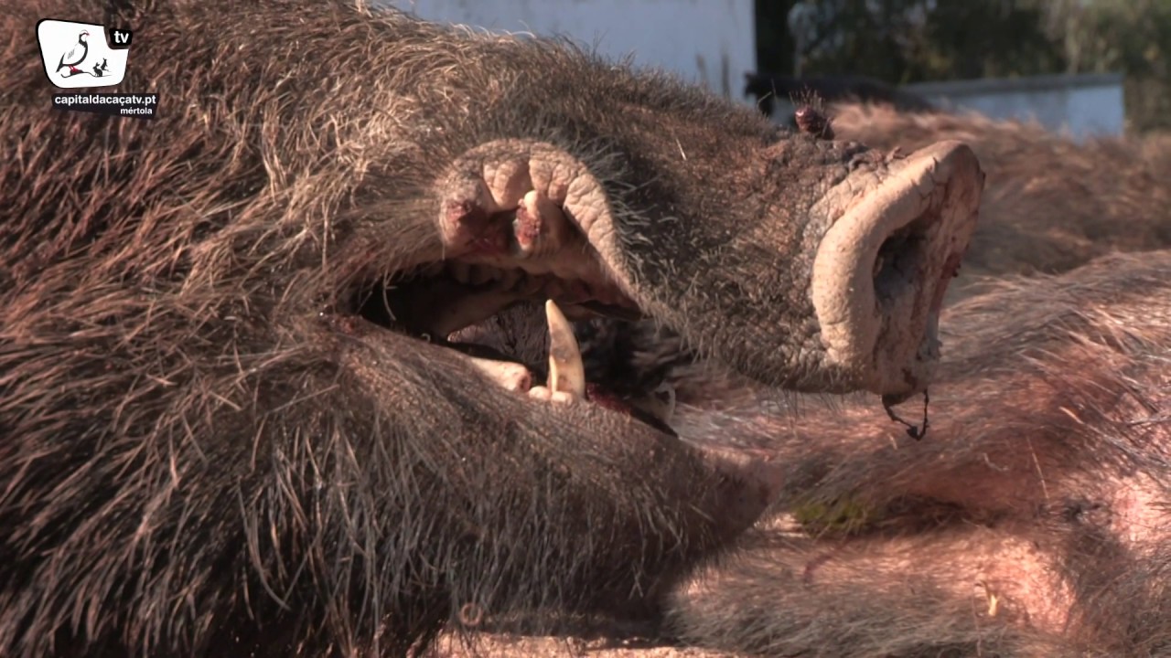 Montaria da Serra Branca (2020)