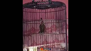 Download lagu Cililin Gacor // MASTERAN WAJIB MURAI BATU mp3