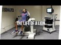 A Day in the Life of a Lion (Part 1) | Courtnall Skosan