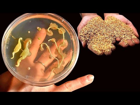 Cures everything, panacea - this seed cures over 200 diseases. Every spoon is priceless