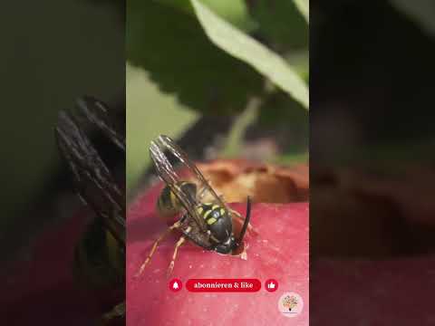 Fallobst im Naturgarten: Warum faule Äpfel Gold für die Artenvielfalt sind