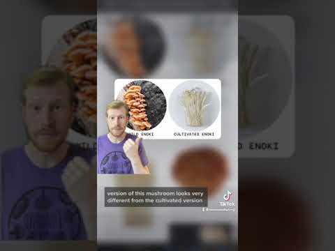 Mushrooms 101: Enoki (Flammulina velutipes)