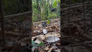 Download lagu pikat poksay hongkong dihutan mp3 Download lagu pikat poksay hongkong dihutan mp3