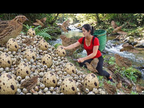 Harvesting Many Quail Eggs and Quails in Wild - Bring them to market sell | Automatic quail roasting