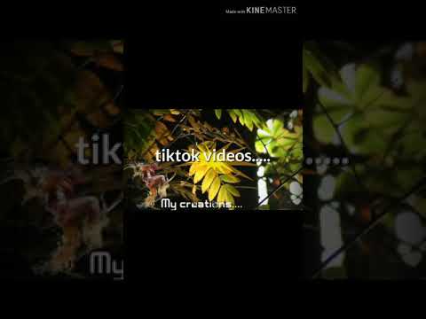 Mahesh royal My short tiktok videos