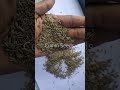 Cumin Seeds