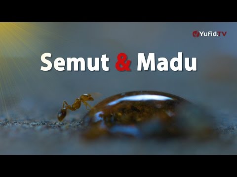 Semut dan Madu