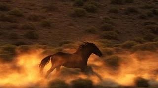 Why Wild Horses Are at Risk
