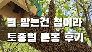 "벌" 받기는 첨이라. 과연?  분봉. 토종벌. 한봉