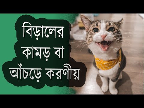 বিড়ালের আঁচড়ে বা  কামড়ে করণীয় কি? How To Treat a Cat Bite?