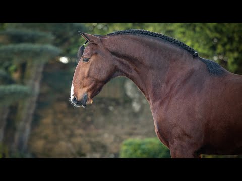 **SOLD**  Piro Free 5YO Lusitano Gelding: AA friendly (PVT#686) - [LW PRIVATE LIST]