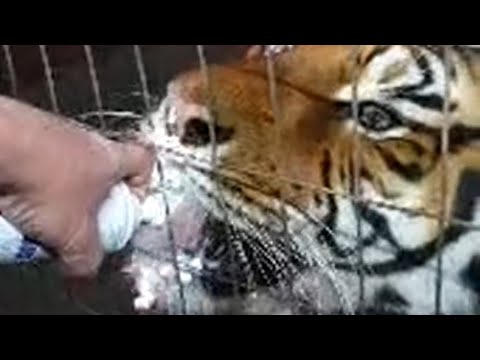 michael jamison is live!