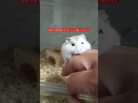 ハムスターのダニ – 症状、治療法、家庭療法