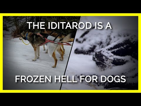 A Corrida Iditarod: Inferno Congelado para Cães