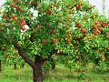Deciduous Trees