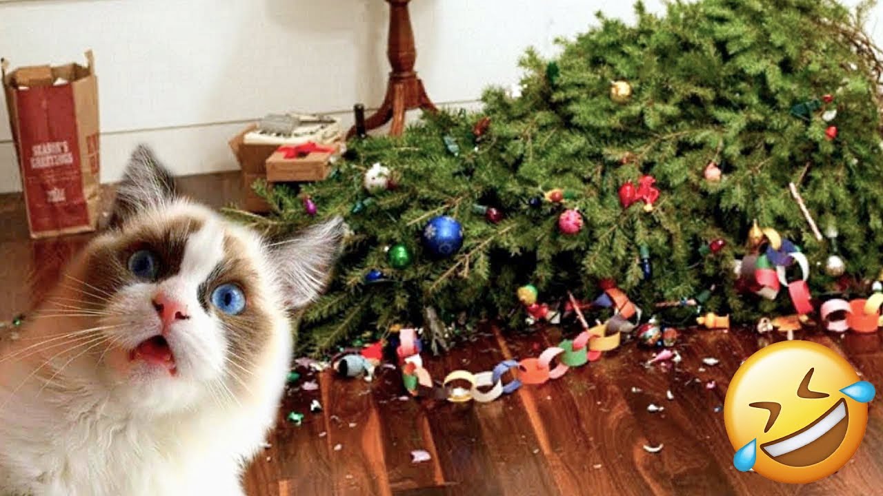 Try Not to Laugh with Funny CATS and DOGS During Merry Christmas trees 🐶😸 | Funny Animal videos