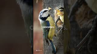 Download lagu Facts about Tit #shorts #shortsvideo #trending #trendingshorts #facts #birds #tit #tits mp3