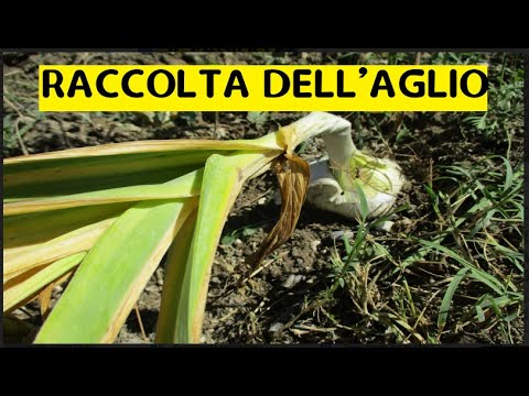 , title : 'Raccolta dell'aglio, tutto quello che c'è da sapere'