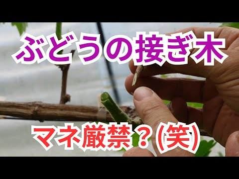 なぜ8月に果樹を接ぎ木するのでしょうか？どうすればうまくいきますか？  庭園