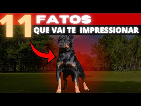 ROTTWEILER:  11 FATOS QUE VAI  MEXER COM SEU  CORAÇÃO
