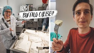 Learning To Make IRISH BUFFALO CHEESE!? + Wrecked Our Rental Car! 😭