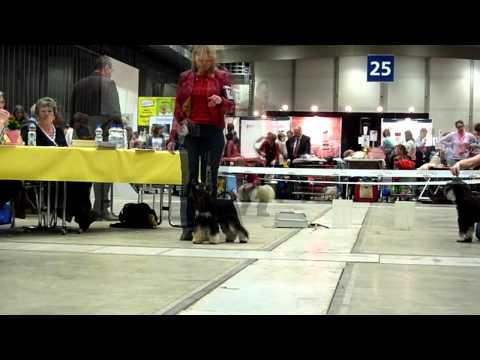 2011 KSA Schau PSK Ortsgr. Berlin Erpetal 03/08 - Jugendklasse Rüden