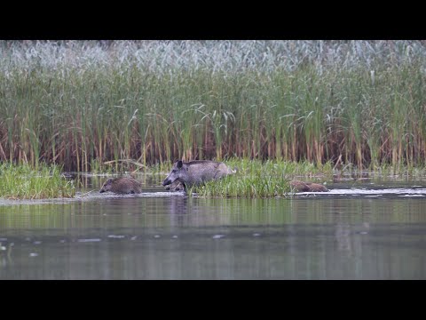 Hirschbrunft mit Wolf und Co. - Wildes Sachsen