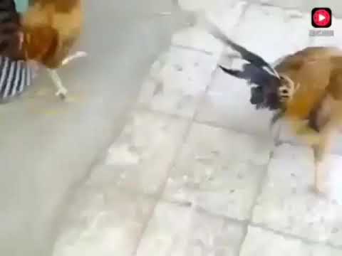 gallina despues se ser cogida por muchos gallos!!! Con The great gig in the sky de fondo