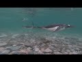 Antarctic Gentoo Penguins Swimming Underwater Bark Europa Experience 4k