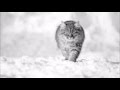 La Promenade Du Chat D Moccia From The Cd Anagramma