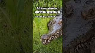 ☠️ 3 Crocodile Species NEARLY Extinct #shorts