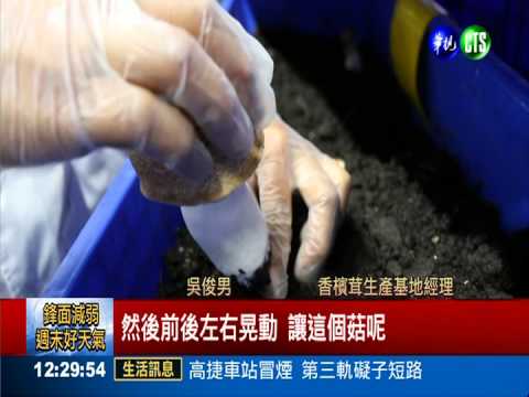 科技老董當農夫 創"香檳茸"拚經濟