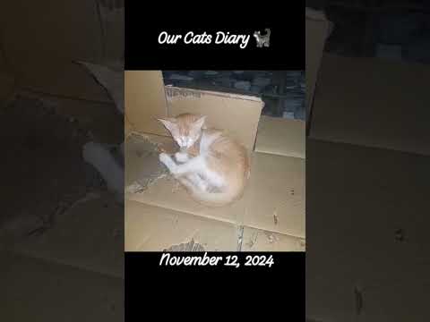 #111224 #ourcatsdiary #someofourcats #housefullofcats #tohelplessenstraycats #cats #catshorts (4)