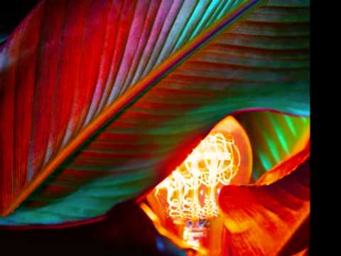 Video thumbnail for Watch The Flowers Grow