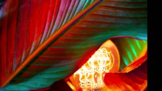 The Wonder Who? - Watch The Flowers Grow (Late Night Tales: Belle & Sebastian Vol. II)