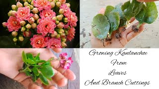 Growing Kalanchoe From Leaves and Branch Cuttings | Easiast way To Grow Kalanchoe