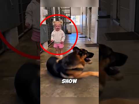 This Smart Dog Earned a Little Girl’s Trust #animals #love #shorts