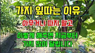 가지 잎만 무성하고 열매가 없을때 이것 해주세요 가지가 주렁주렁 끝도 없이 수확합니다 #가지키우기 #가지잎따…