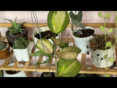 Sunday garden work|Indoor plant watering & care |Aj indoor plants to watering & fertilise kya aise