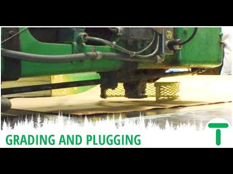 Hardwood Plywood Series: Plywood Grading and Plugging