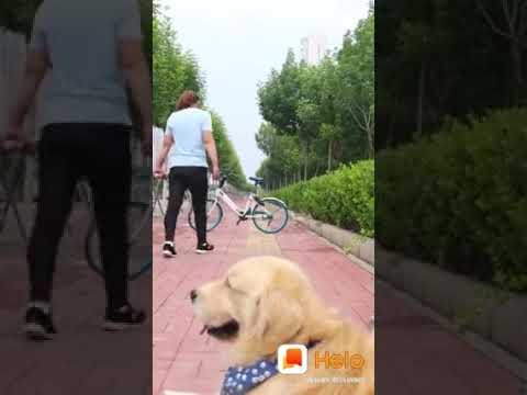 Dog are better than human ਇਹ  video ਆਪ ਨੇ ਕਦੇ ਵੀ ਨਹੀ ਦੇਖੀ ਹੋਵੇਗੀ