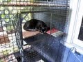 Panther's Cat Condo