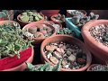 What To Do When Lithops Wrinkle or Split Late.
