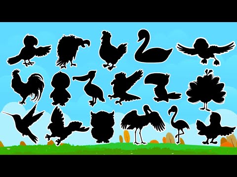 🦜 Guess the Birds' Shadow | Fun Quiz for Kids 🦚🦩